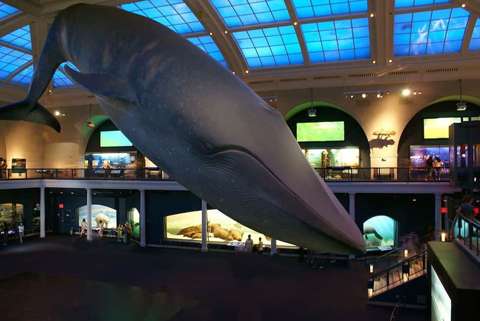 blue whale museum natural history