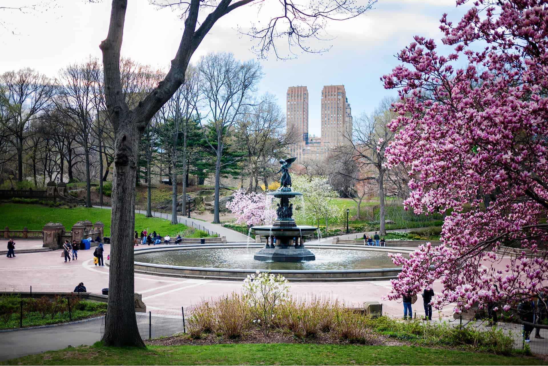 view cherry blossoms new york city