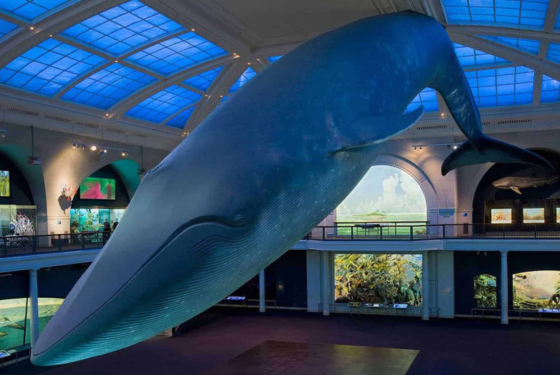 blue whale new york city