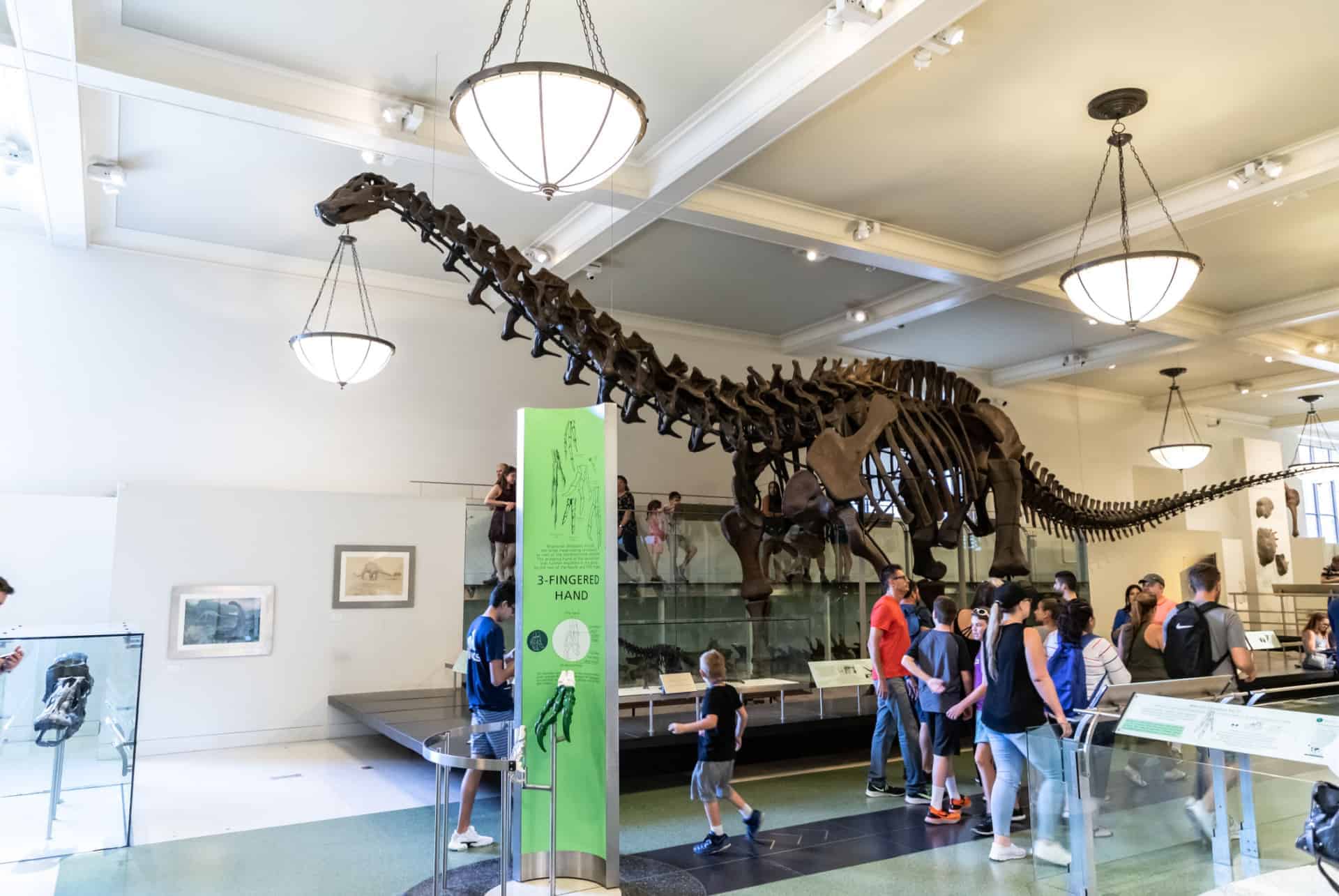 dinosaur american museum of natural history